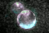 "<i>SpudCell</i>": cientistas criaram um prot&oacute;tipo de c&eacute;lula, parcialmente capaz de se autorreplicar, utilizando 36 genes bacterianos existentes