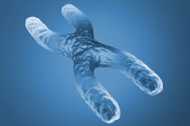 A infertilidade em alguns homens pode ser causada por muta&ccedil;&otilde;es no cromossomo X