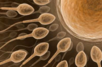 Cientistas descobrem um gene mestre que aciona o desenvolvimento humano, resultando na forma&ccedil;&atilde;o de um corpo pelas c&eacute;lulas
