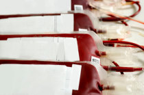 Convers&atilde;o do tipo sangu&iacute;neo A em sangue do tipo O universal atrav&eacute;s de uma via enzim&aacute;tica no microbioma intestinal humano