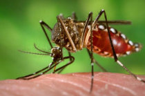 Dengue: o importante &eacute; evitar que o mosquito transmissor se reproduza. Saiba mais sobre a doen&ccedil;a e como preveni-la.