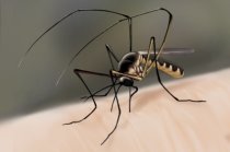 Estudo mostrou que imunogenicidade e seguran&ccedil;a de doses fracionadas de vacinas contra a febre amarela n&atilde;o s&atilde;o inferiores &agrave; dose padr&atilde;o