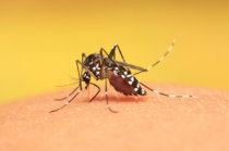 Implanta&ccedil;&atilde;o de mosquitos infectados por <i>Wolbachia</i> se mostrou eficaz para o controle da dengue