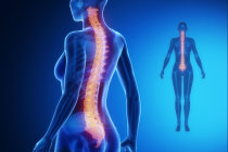 Les&atilde;o da medula espinhal pode suprimir a fun&ccedil;&atilde;o imunol&oacute;gica