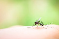 Mosquito transg&ecirc;nico, resistente &agrave; mal&aacute;ria, pode reduzir a popula&ccedil;&atilde;o do mosquito transmissor e ajudar na erradica&ccedil;&atilde;o da doen&ccedil;a