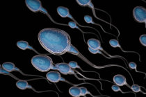Muta&ccedil;&otilde;es gen&eacute;ticas prejudiciais nos espermatozoides s&atilde;o mais comuns do que se pensava  genes envolvidos foram identificados