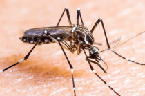 Novo medicamento &eacute; um candidato promissor para o tratamento da dengue