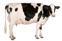 Nutriente encontrado na carne bovina e no leite mostra-se promissor contra v&aacute;rios tipos de c&acirc;ncer