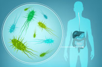 O microbioma intestinal modula a associa&ccedil;&atilde;o protetora entre uma dieta mediterr&acirc;nea e o risco de doen&ccedil;a cardiometab&oacute;lica
