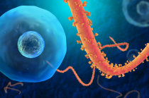 Primeiros ensaios cl&iacute;nicos para o tratamento do v&iacute;rus Ebola foram anunciados pelo <i>The Lancet</i>