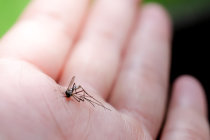 Seguran&ccedil;a e imunogenicidade de uma vacina baseada na saliva de mosquito contra doen&ccedil;as transmitidas por esses vetores