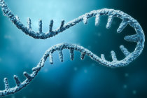 Tecnologia da vacina de mRNA ajudou a reparar les&otilde;es card&iacute;acas em camundongos atrav&eacute;s de c&eacute;lulas T CAR produzidas <i>in vivo</i>