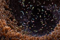 Testes de microbioma intestinal apresentam resultados diferentes ao analisar a mesma amostra de fezes