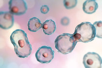 Um ciclo n&atilde;o can&ocirc;nico da vitamina K &eacute; um potente supressor de ferroptose