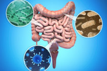 Um grupo "oculto" de bactérias intestinais pode ser essencial para a boa saúde Um grupo "oculto" de bactérias intestinais pode ser essencial para a boa saúde