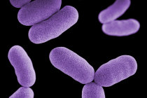 Um novo tipo de antibi&oacute;tico tem como alvo uma bact&eacute;ria resistente a medicamentos