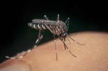 Vacina de dose &uacute;nica contra dengue &eacute; eficaz, independente do status sorol&oacute;gico basal