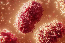 Var&iacute;ola dos macacos ou <i>monkeypox</i>: o que sabemos sobre os surtos na Europa e na Am&eacute;rica do Norte?