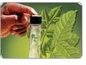 Aprovada Pol�tica Nacional de Plantas Medicinais e Fitoter�picos