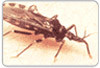 Brasil elimina transmiss�o da doen�a de Chagas pelo Triatoma infestans