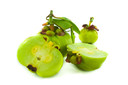Garcinia cambogia, um suplemento &agrave; base de ervas para emagrecer, foi associado a graves danos ao f&iacute;gado