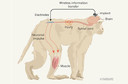Nature: macacos com les&atilde;o na medula espinhal voltam a andar com um dispositivo c&eacute;rebro-vertebral sem fio