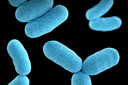 Bact&eacute;rias do microbioma humano codificam a resist&ecirc;ncia ao medicamento antidiab&eacute;tico acarbose
