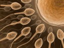 Dieta rica em gordura saturada pode diminuir contagem de espermatozoides. &Ocirc;mega-3 ajuda a melhorar morfologia esperm&aacute;tica