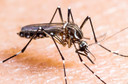 Encefalite associada ao v&iacute;rus Chikungunya