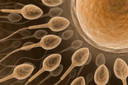 Esperma e &oacute;vulos cultivados em laborat&oacute;rio: redefini&ccedil;&atilde;o epigen&eacute;tica nas c&eacute;lulas humanas abre o caminho