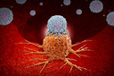 Estudo desvenda o papel das c&eacute;lulas B na imunidade antitumoral