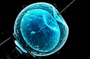 Fertiliza&ccedil;&atilde;o in vitro usando DNA de tr&ecirc;s pessoas evitou que os beb&ecirc;s nascidos herdassem doen&ccedil;as gen&eacute;ticas graves