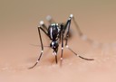 Infec&ccedil;&atilde;o pr&eacute;via por v&iacute;rus da dengue pode proteger crian&ccedil;as contra infec&ccedil;&atilde;o sintom&aacute;tica por Zika v&iacute;rus: estudo publicado na PLOS Medicine