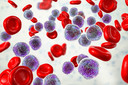 Inibi&ccedil;&atilde;o da prote&iacute;na menina parece promissora na leucemia