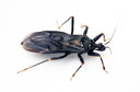 Mal de Chagas: pesquisadores d&atilde;o passo importante na descoberta de novos medicamentos