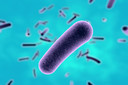 Microrganismos geneticamente modificados podem modificar o microbioma intestinal e prevenir a forma&ccedil;&atilde;o de c&aacute;lculos renais