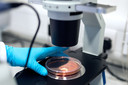 Modelos completos de embri&otilde;es humanos foram criados a partir de c&eacute;lulas-tronco em laborat&oacute;rio
