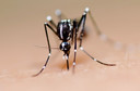 Novas orienta&ccedil;&otilde;es de manejo cl&iacute;nico para Chikungunya publicadas pelo Minist&eacute;rio da Sa&uacute;de