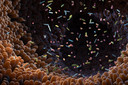 Testes de microbioma intestinal apresentam resultados diferentes ao analisar a mesma amostra de fezes