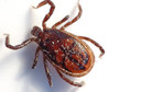 Tratamento potencial para a doen&ccedil;a de Lyme mata bact&eacute;rias que podem causar sintomas persistentes, diz estudo publicado na Nature